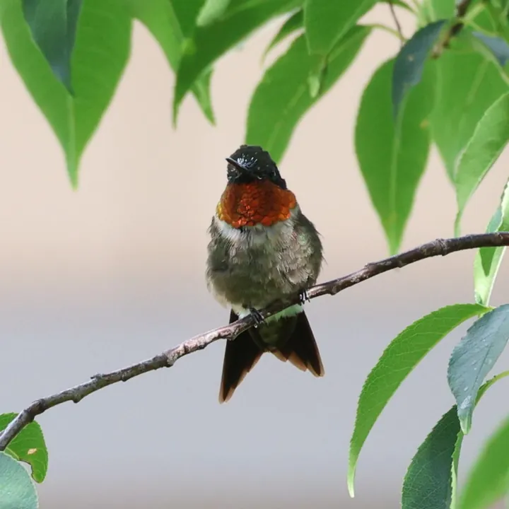 Ruby-throated Hummingbird