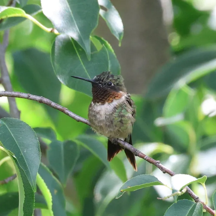 Ruby-throated Hummingbird