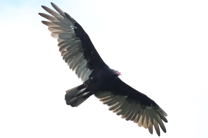 Turkey Vulture