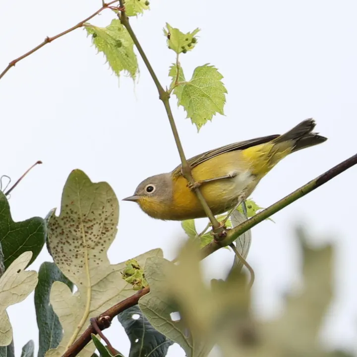 Nashville Warbler