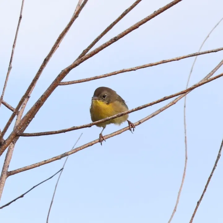 Common Yellowthroat