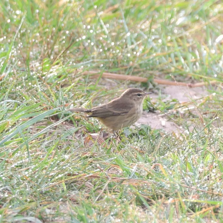Palm Warbler