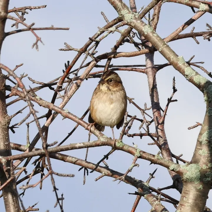 Swamp Sparrow