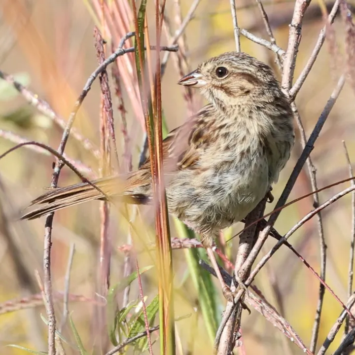 Song Sparrow