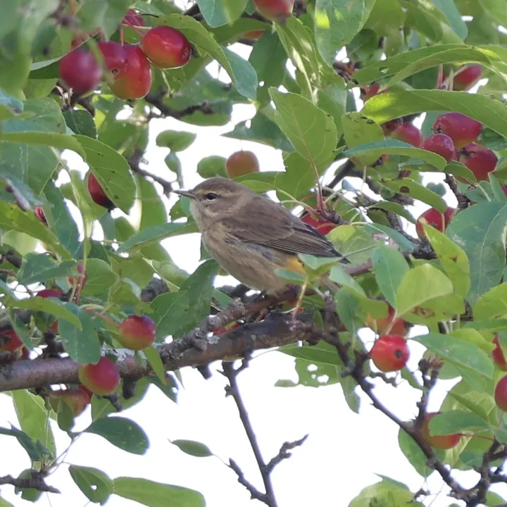 Palm Warbler