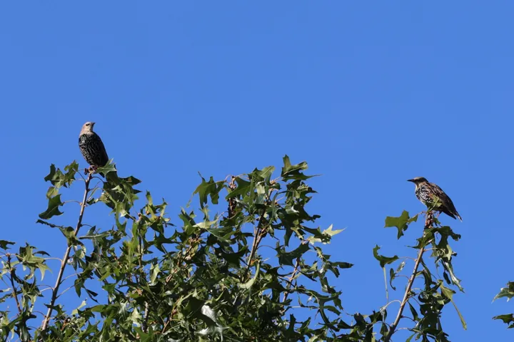 European Starling