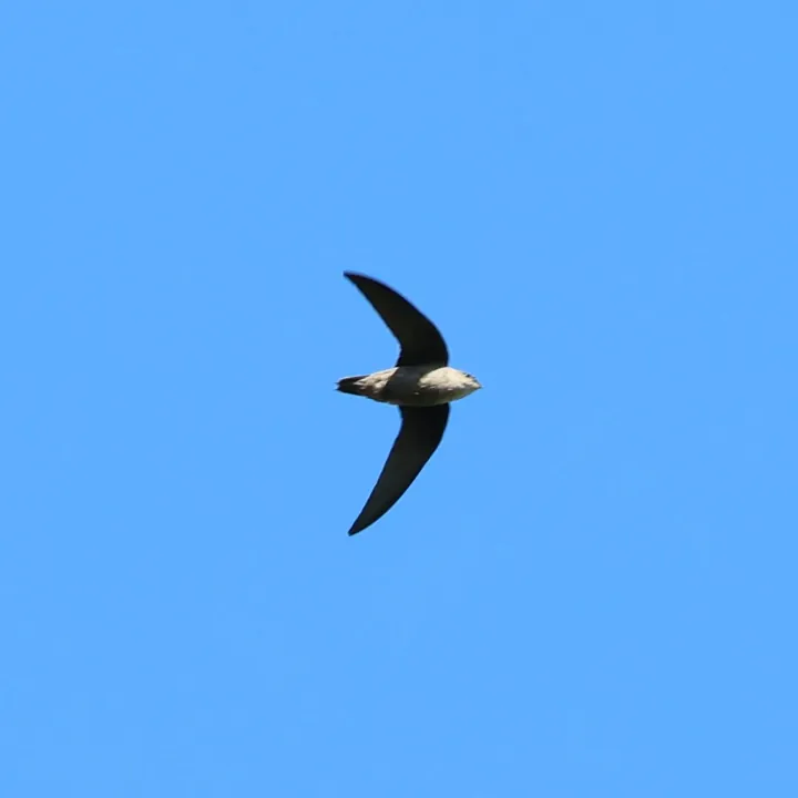 Chimney Swift