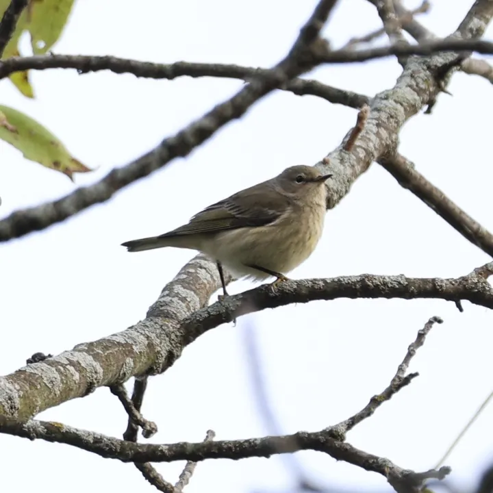 Cape May Warbler