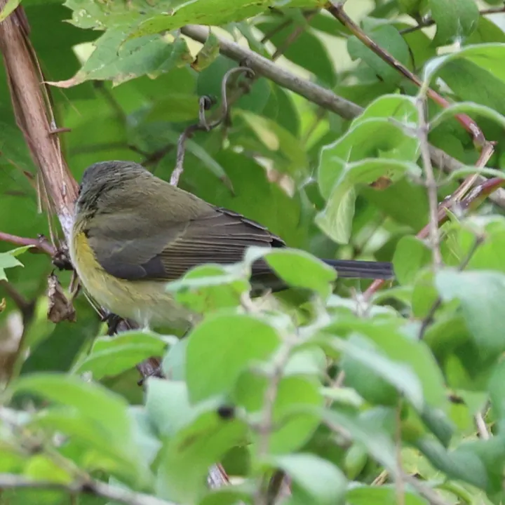 American Redstart