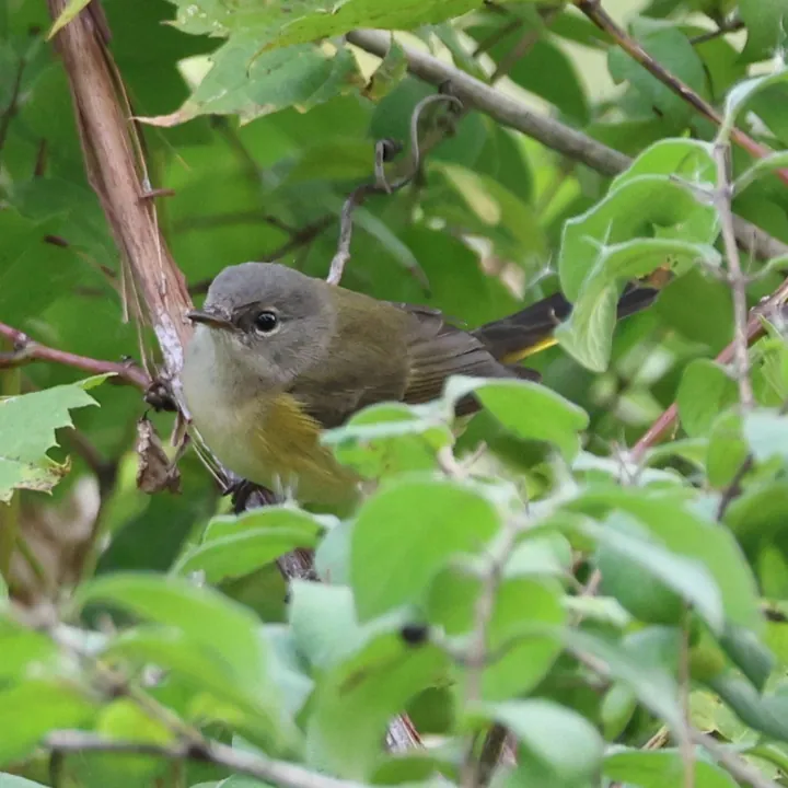 American Redstart