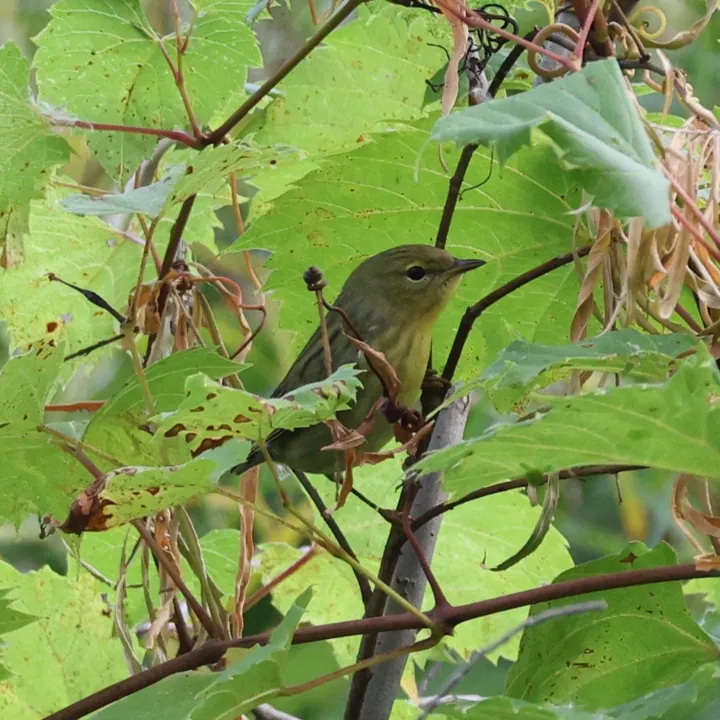 Blackpoll Warbler