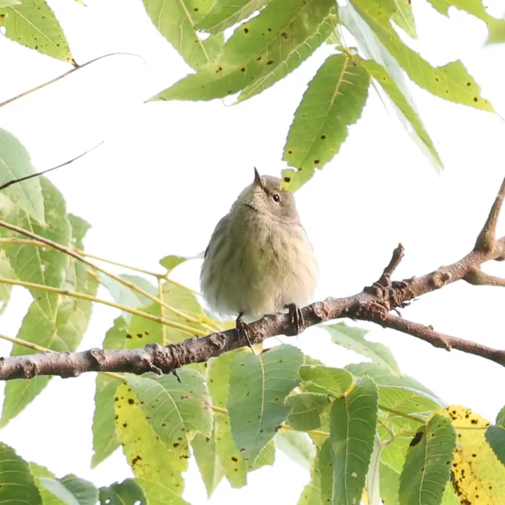 Cape May Warbler