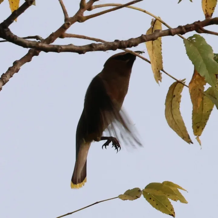 Cedar Waxwing