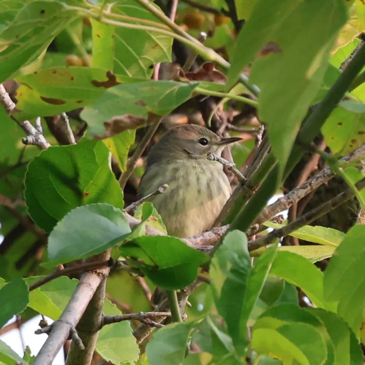 Cape May Warbler