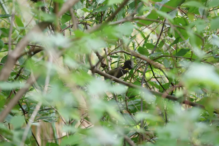 American Redstart