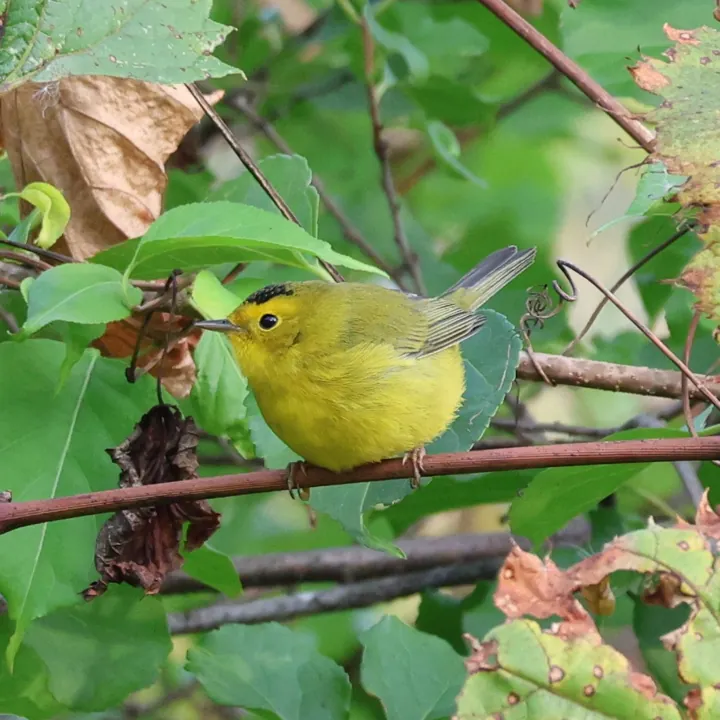 Wilson's Warbler