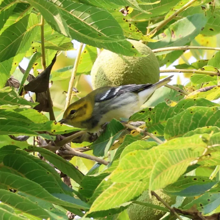 Black-throated Green Warbler