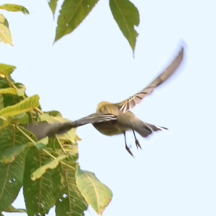 Blackpoll Warbler