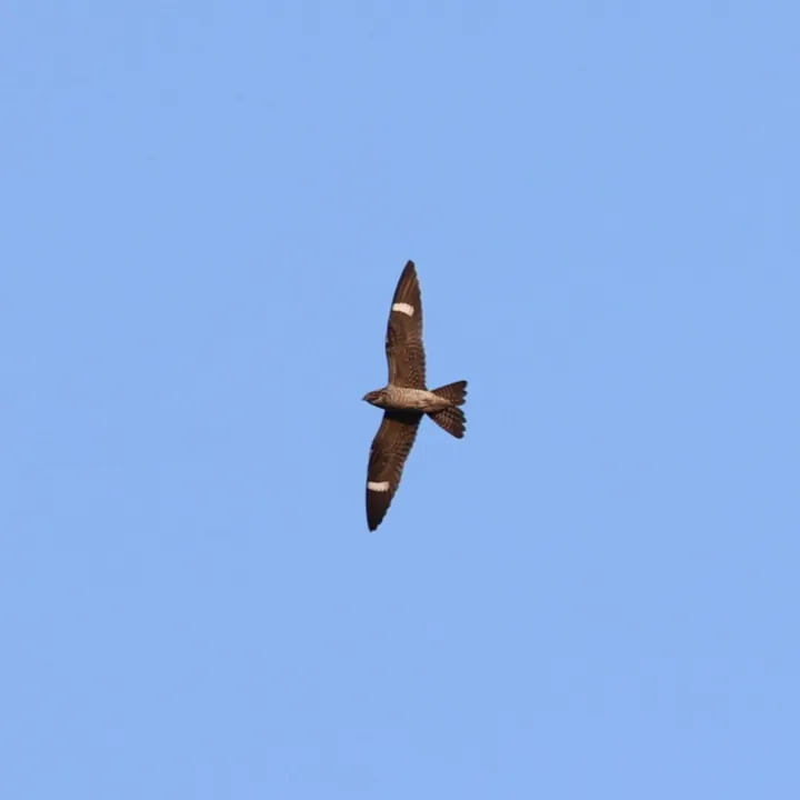 Common Nighthawk