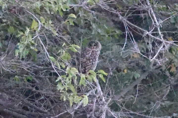 Barred Owl