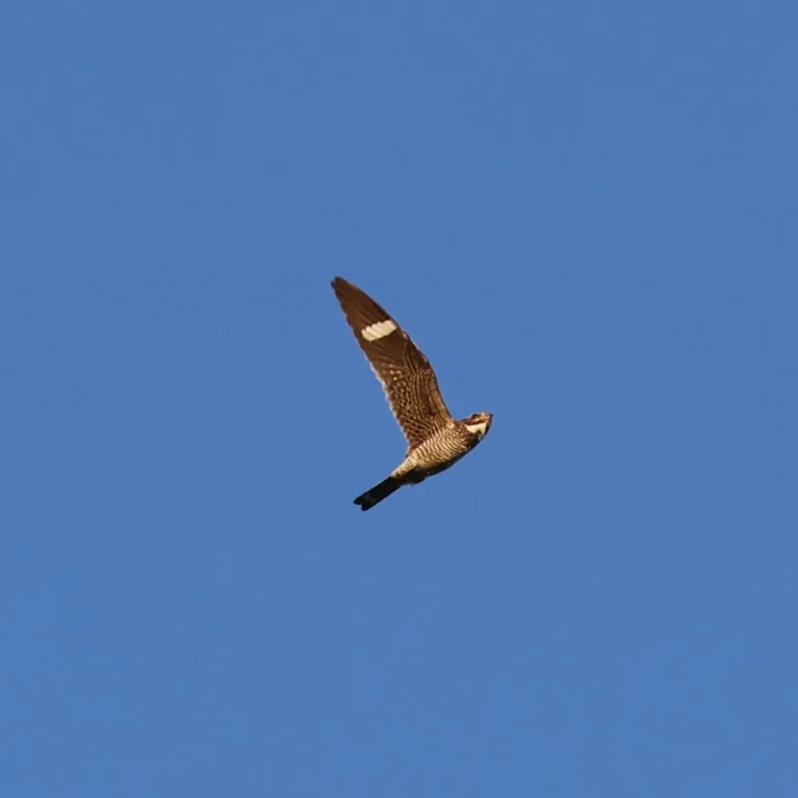 Common Nighthawk