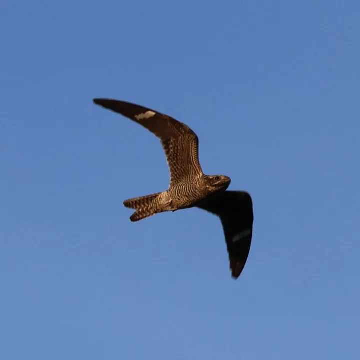 Common Nighthawk