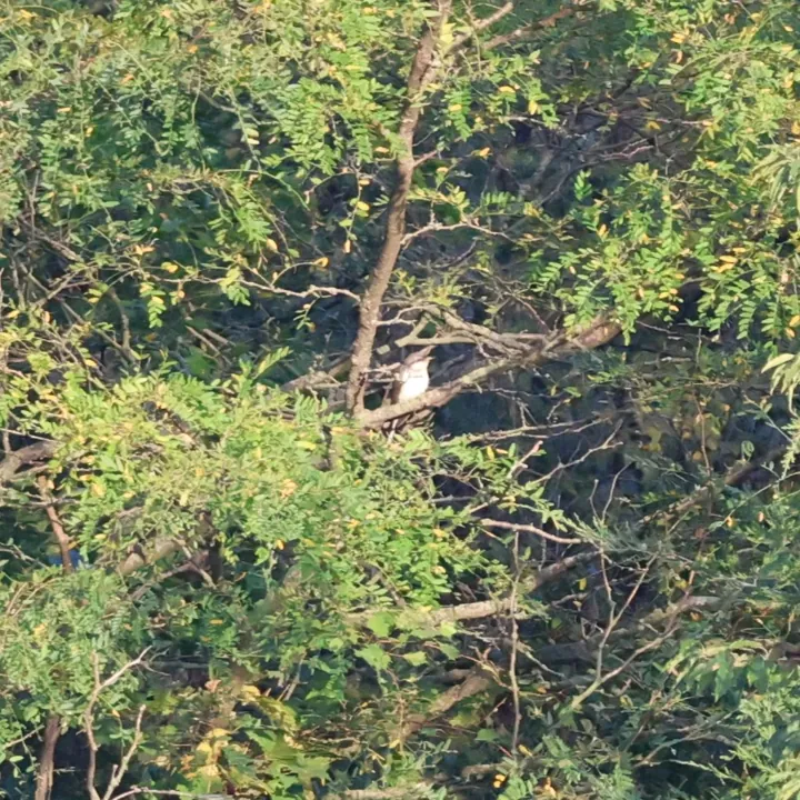 Yellow-billed Cuckoo