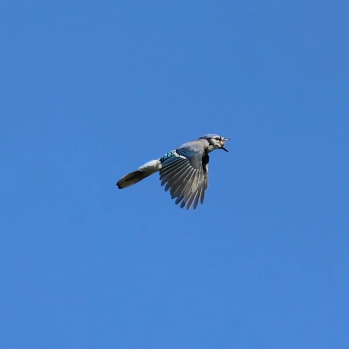 Blue Jay