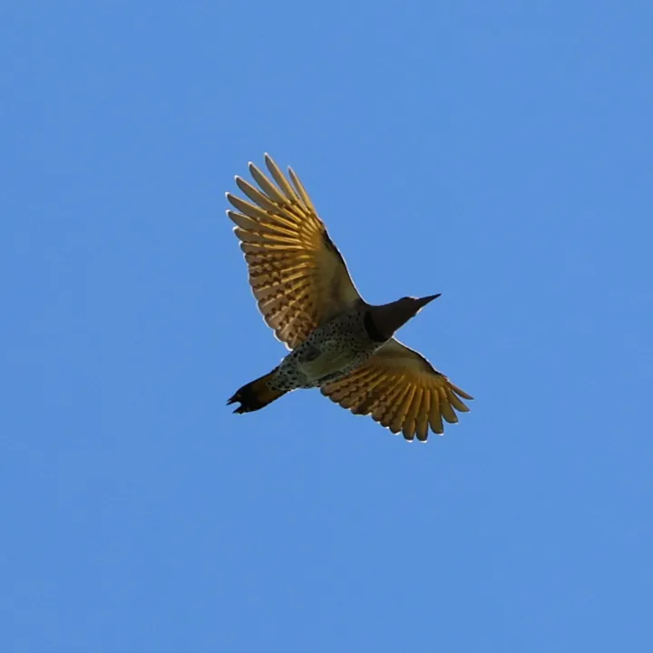 Northern Flicker