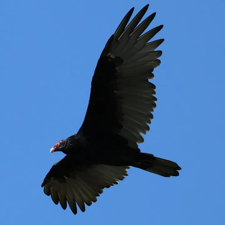 Turkey Vulture