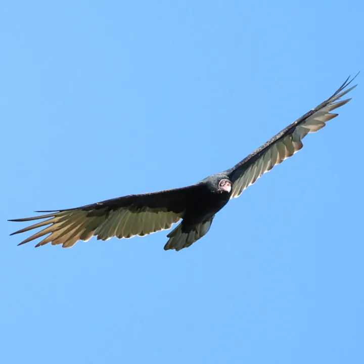 Turkey Vulture