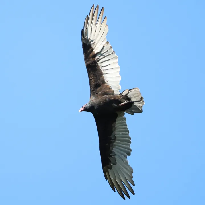 Turkey Vulture