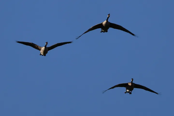 Canada Goose