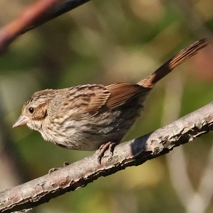 Swamp Sparrow