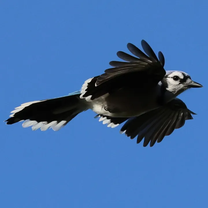 Blue Jay