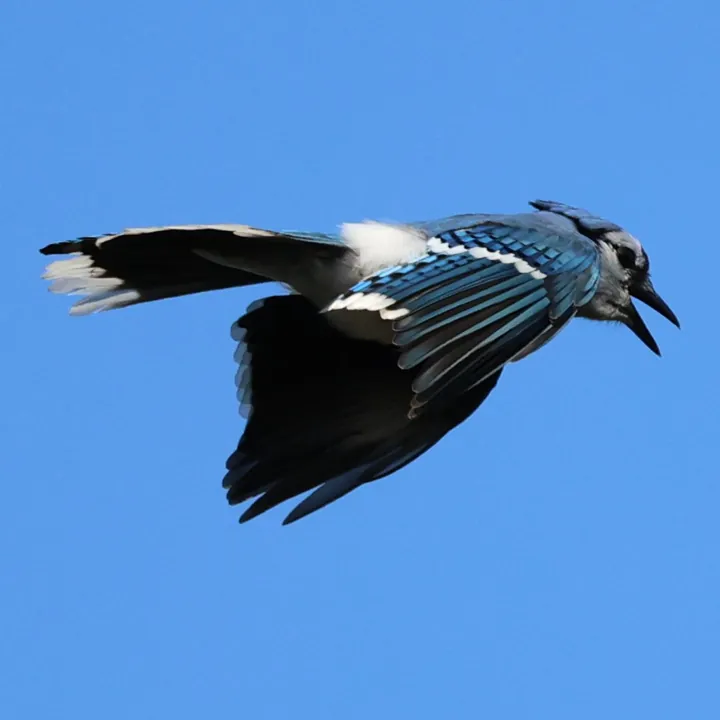Blue Jay