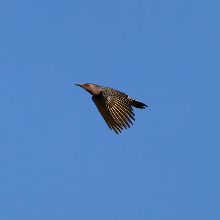 Northern Flicker