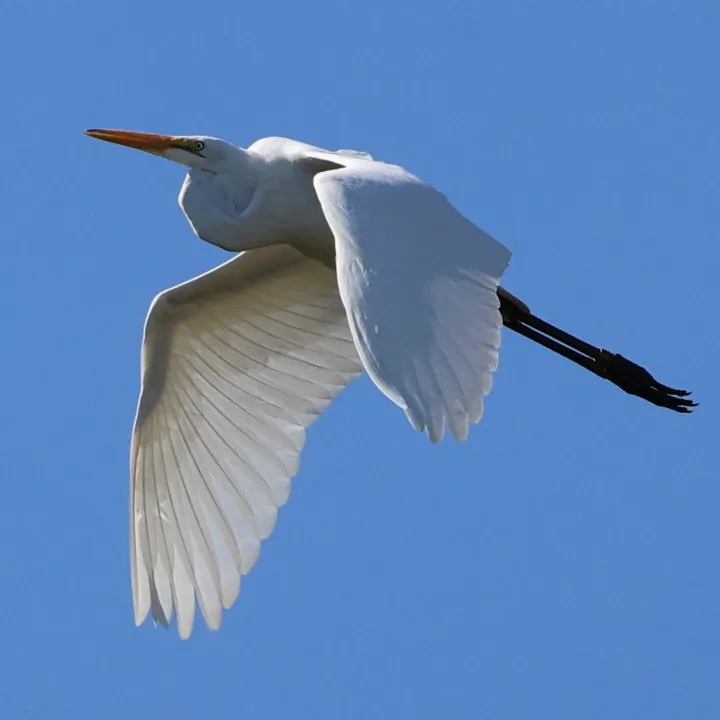 Great Egret