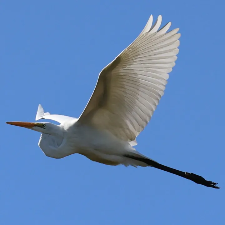 Great Egret