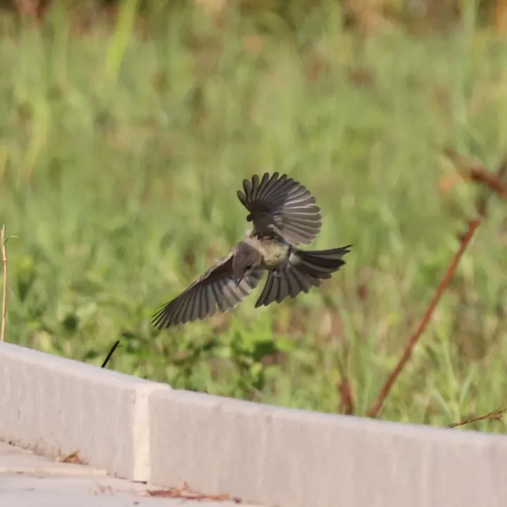 Eastern Phoebe