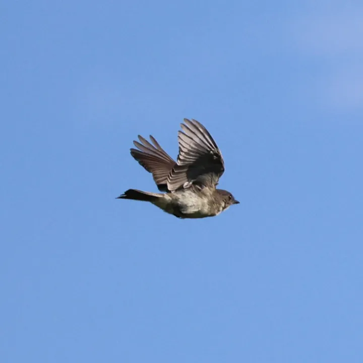 Eastern Phoebe