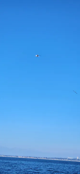 Elegant Tern