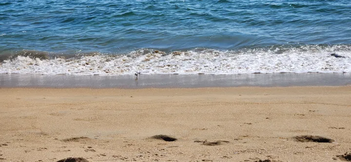 Sanderling