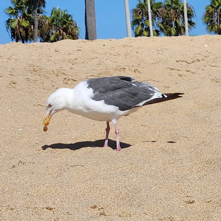 Heermann's Gull