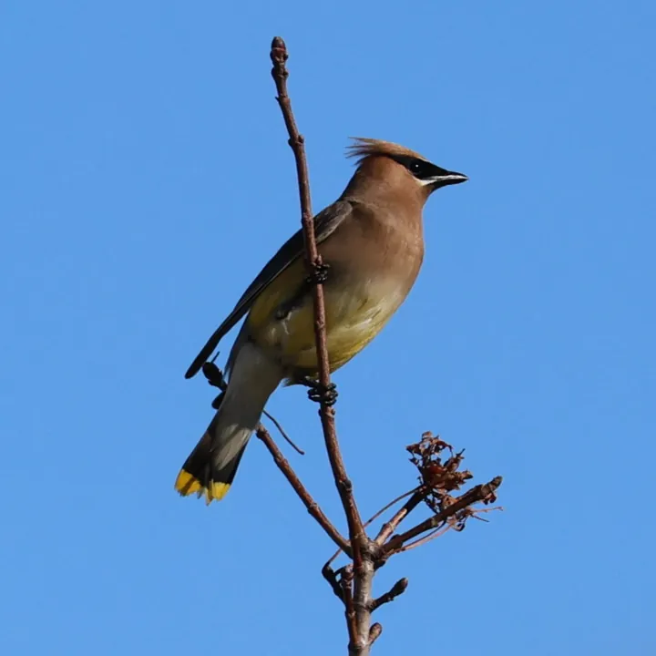 Cedar Waxwing