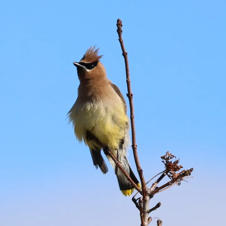 Cedar Waxwing