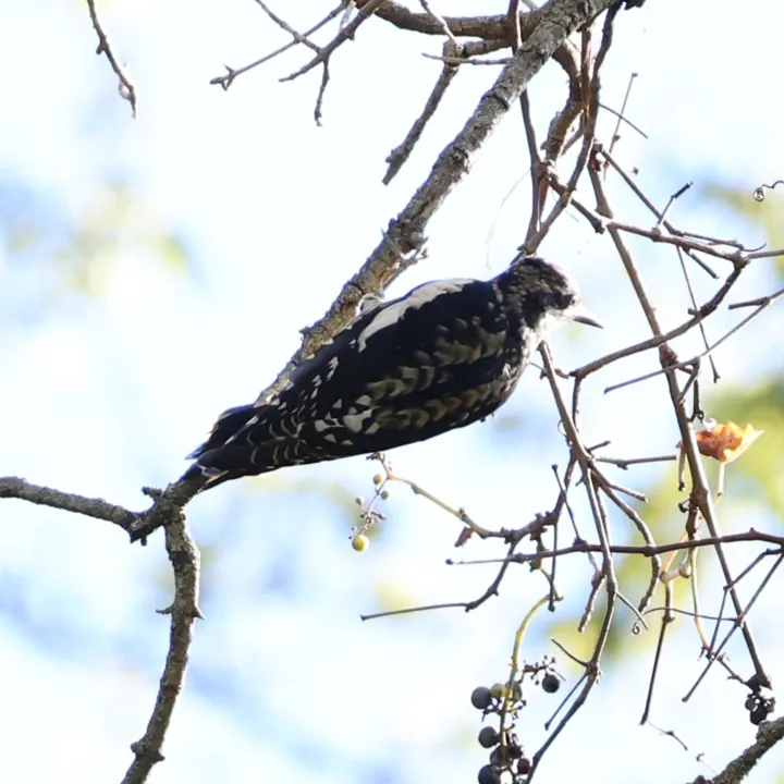 Yellow-bellied Sapsucker