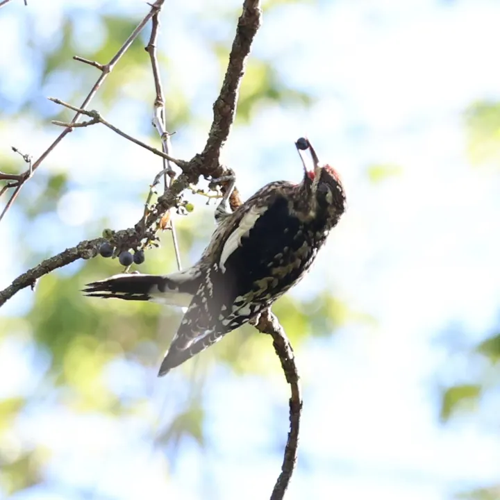 Yellow-bellied Sapsucker