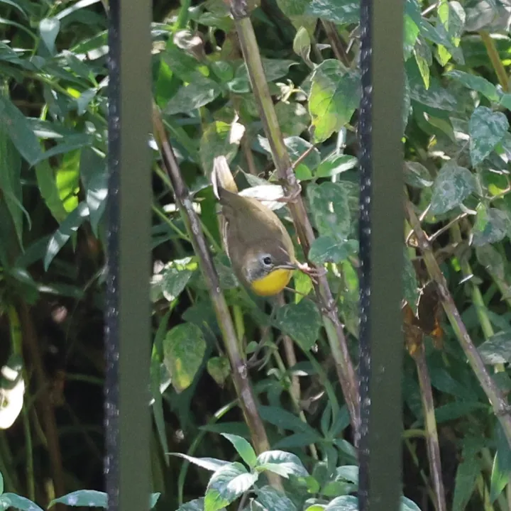 Common Yellowthroat