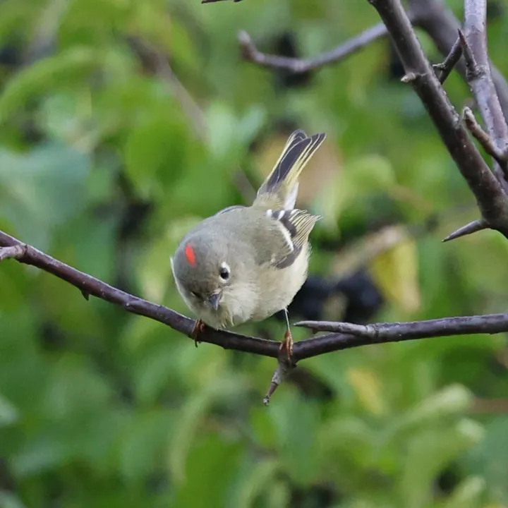 Ruby-crowned Kinglet